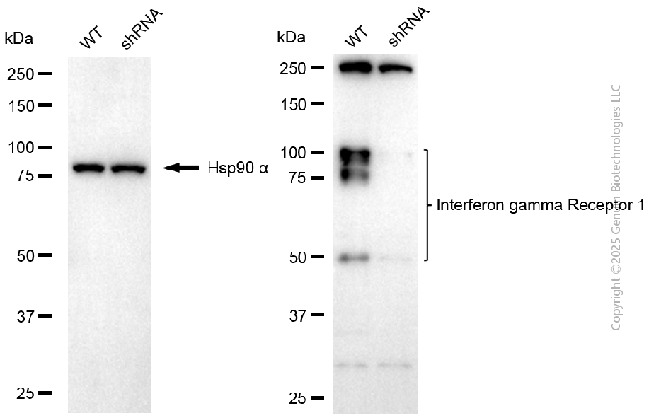 KD-Validated Anti-IFNGR1 Rabbit Monoclonal Antibody ABG2104