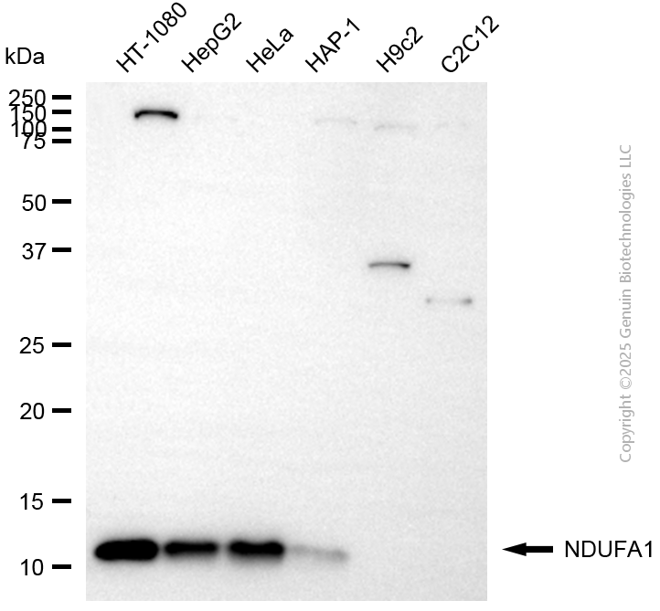 KD-Validated Anti-NDUFA1 Rabbit Monoclonal Antibody ABG2105