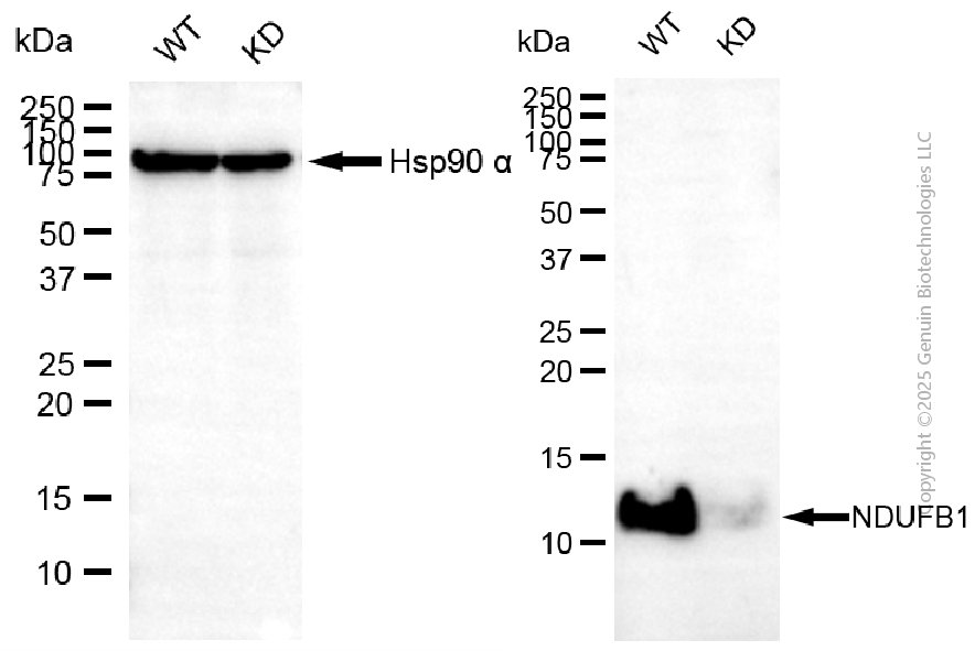 KD-Validated Anti-NDUFA1 Rabbit Monoclonal Antibody ABG2105