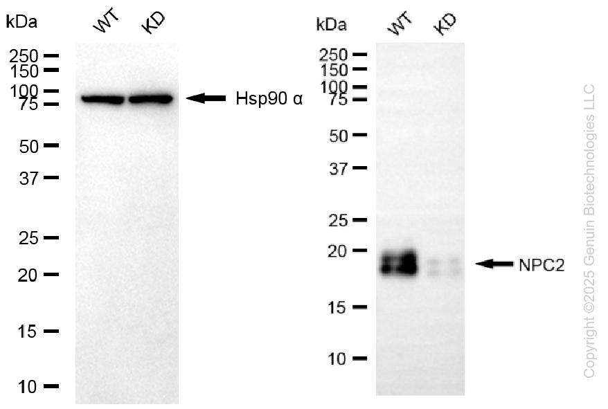 KD-Validated Anti-NPC2 Rabbit Monoclonal Antibody ABG2106