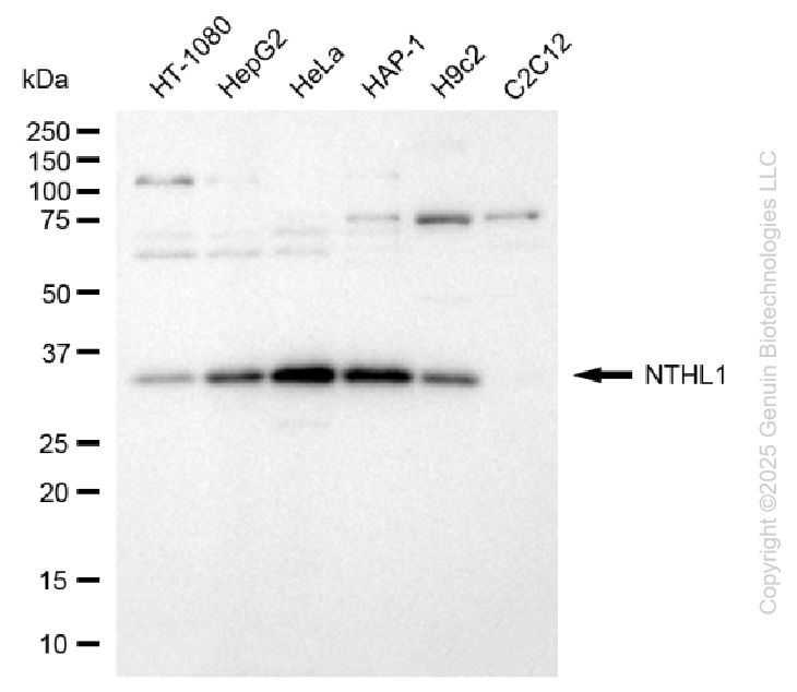 KD-Validated Anti-NTH1 Rabbit Monoclonal Antibody ABG2107