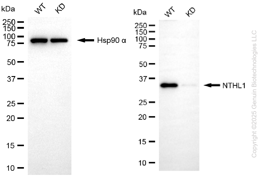 KD-Validated Anti-NTH1 Rabbit Monoclonal Antibody ABG2107