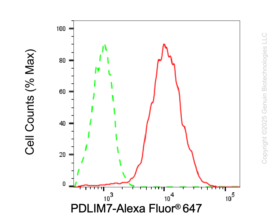 KD-Validated Anti-PDLIM7 Rabbit Monoclonal Antibody ABG2108
