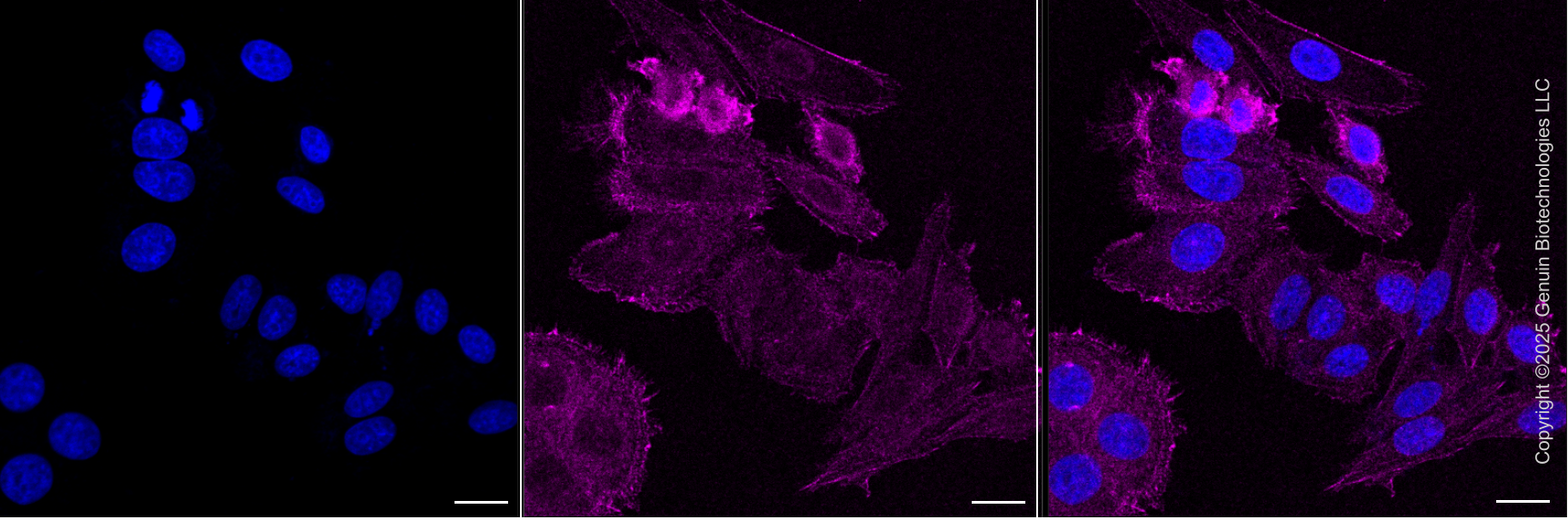 KD-Validated Anti-PDLIM7 Rabbit Monoclonal Antibody ABG2108