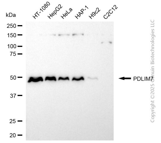 KD-Validated Anti-PDLIM7 Rabbit Monoclonal Antibody ABG2108