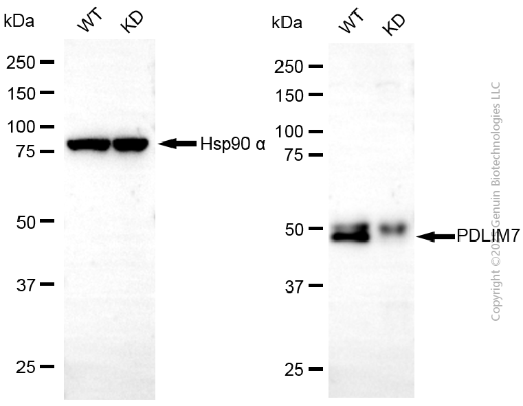 KD-Validated Anti-PDLIM7 Rabbit Monoclonal Antibody ABG2108