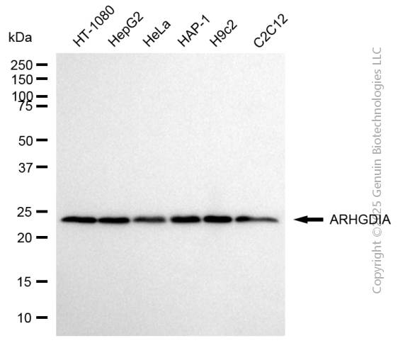 KD-Validated Anti-ARHGDIA Rabbit Monoclonal Antibody ABG2109