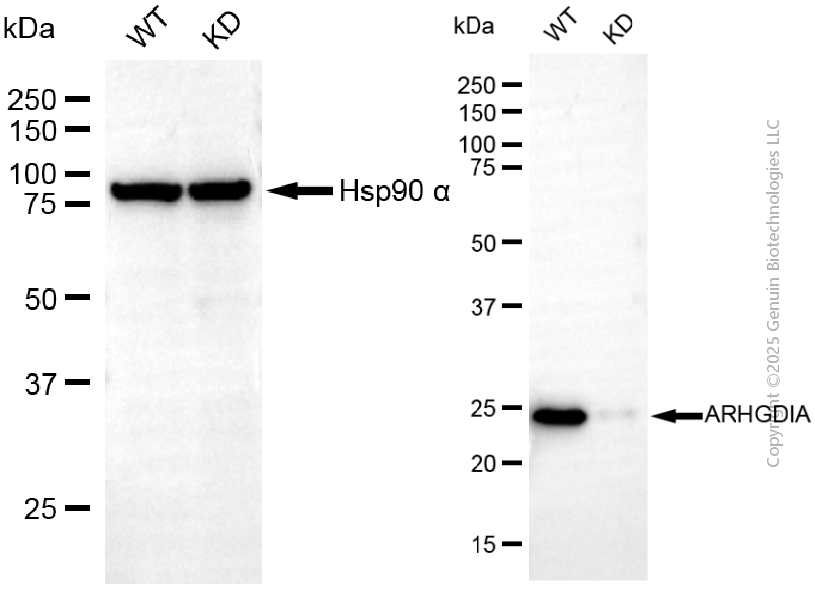 KD-Validated Anti-ARHGDIA Rabbit Monoclonal Antibody ABG2109