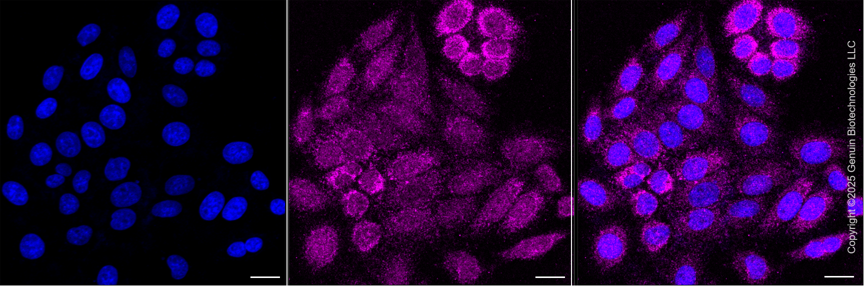KD-Validated Anti-NDUFB1 Rabbit Monoclonal Antibody ABG2110