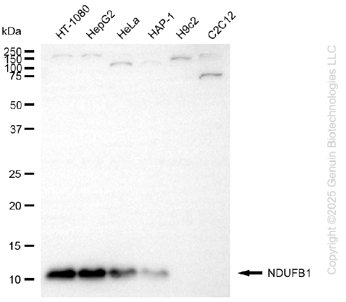 KD-Validated Anti-NDUFB1 Rabbit Monoclonal Antibody ABG2110