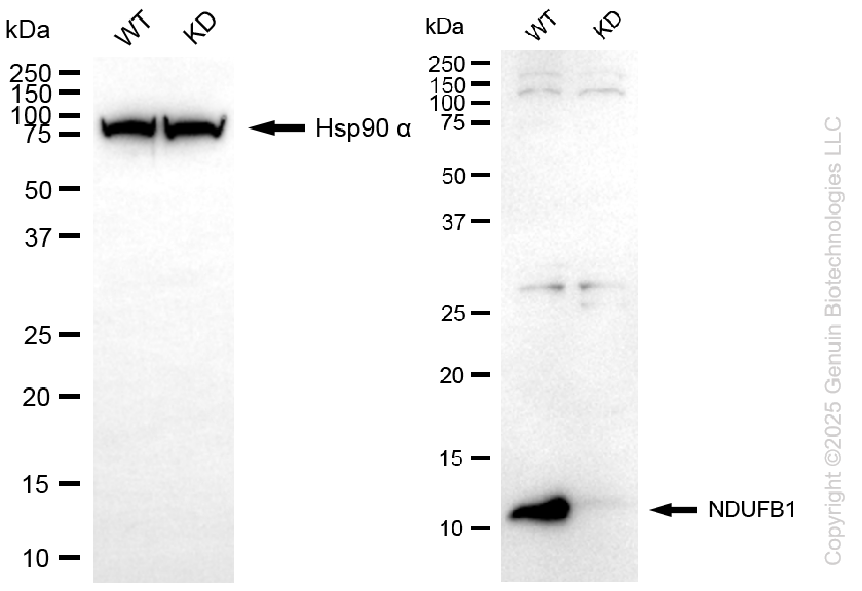 KD-Validated Anti-NDUFB1 Rabbit Monoclonal Antibody ABG2110