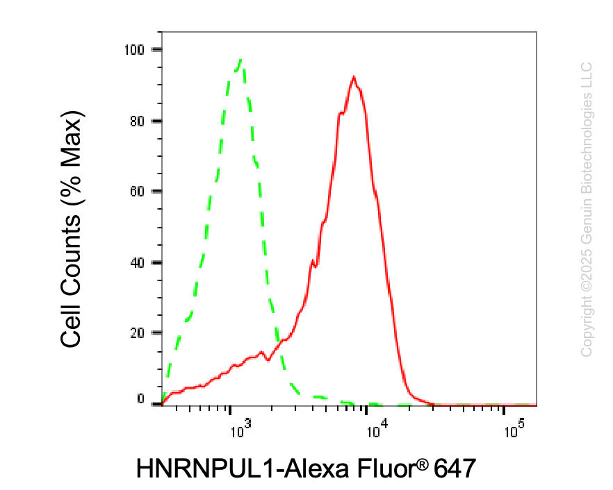 KD-Validated Anti-HNRNPUL1 Rabbit Monoclonal Antibody ABG2111