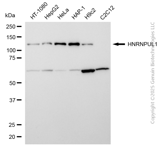 KD-Validated Anti-HNRNPUL1 Rabbit Monoclonal Antibody ABG2111