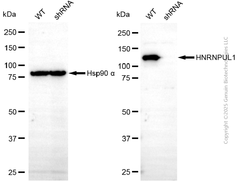 KD-Validated Anti-HNRNPUL1 Rabbit Monoclonal Antibody ABG2111