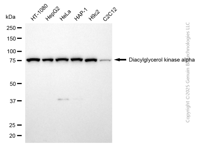 KD-Validated Anti-DGKA Rabbit Monoclonal Antibody ABG2112