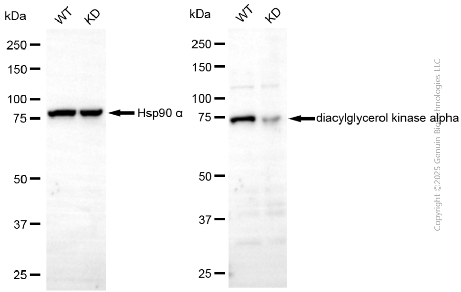KD-Validated Anti-DGKA Rabbit Monoclonal Antibody ABG2112