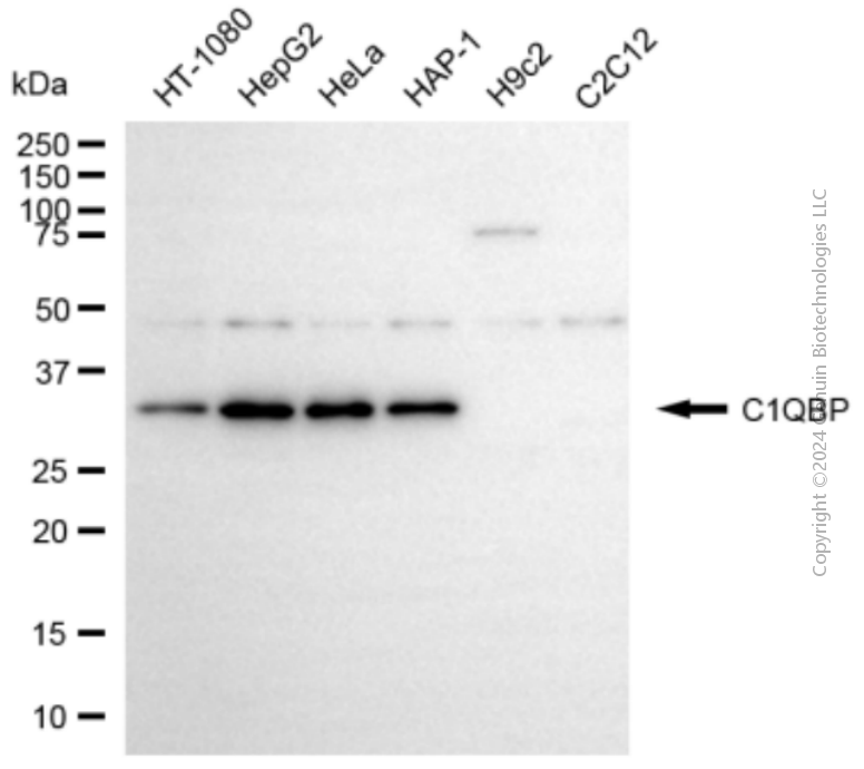 KD-Validated Anti-C1QBP Rabbit Polyclonal Antibody ABG2116