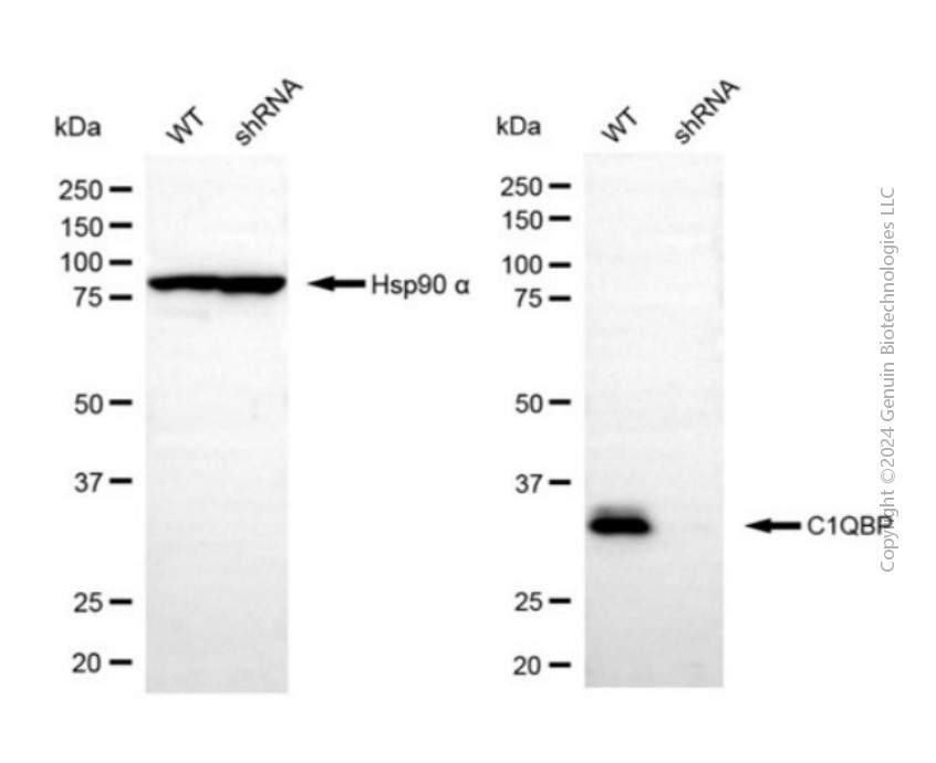 KD-Validated Anti-C1QBP Rabbit Polyclonal Antibody ABG2116
