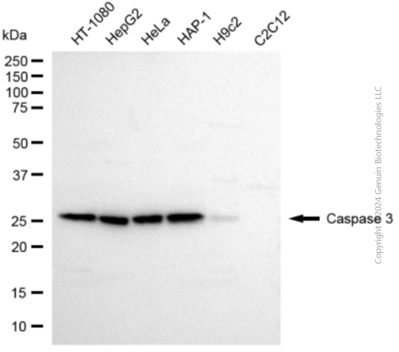 KD-Validated Anti-Caspase 3 Rabbit Polyclonal Antibody ABG2117