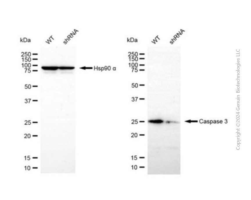 KD-Validated Anti-Caspase 3 Rabbit Polyclonal Antibody ABG2117