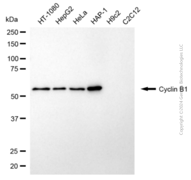 KD-Validated Anti-Cyclin B1 Rabbit Polyclonal Antibody ABG2118