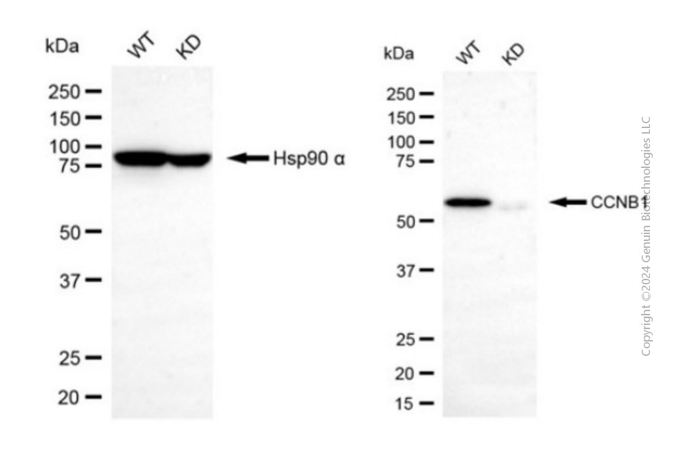 KD-Validated Anti-Cyclin B1 Rabbit Polyclonal Antibody ABG2118