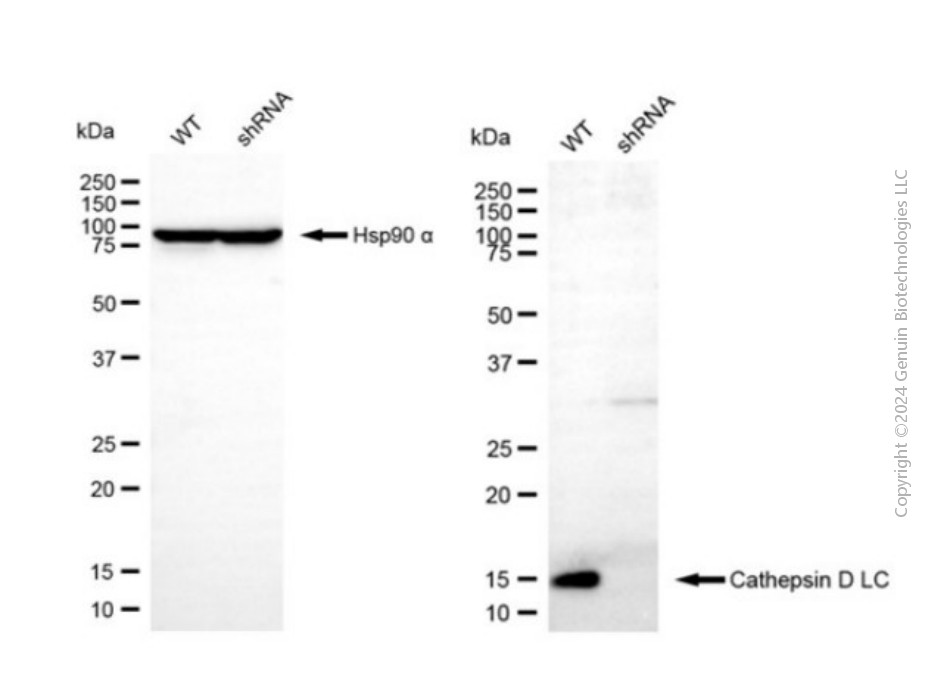 KD-Validated Anti-Cathepsin D LC Rabbit Polyclonal Antibody ABG2120
