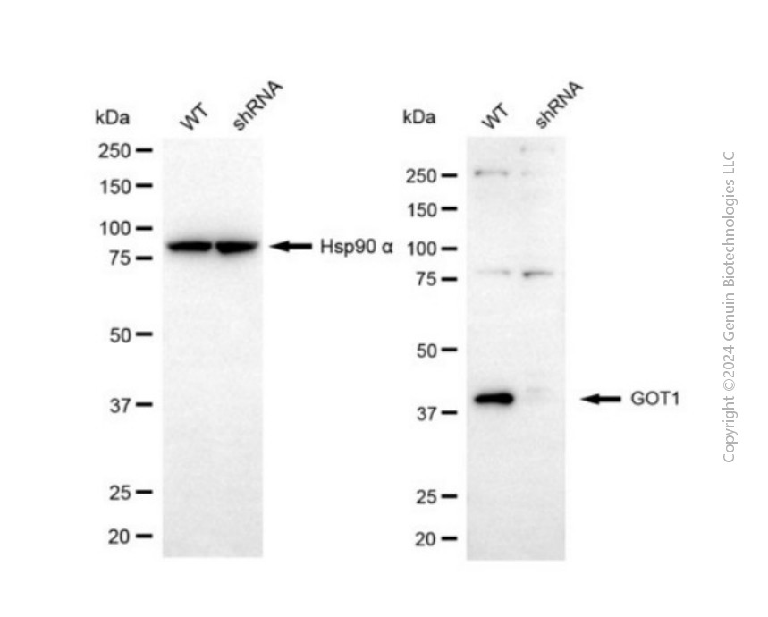 KD-Validated Anti-GOT1 Rabbit Polyclonal Antibody ABG2121