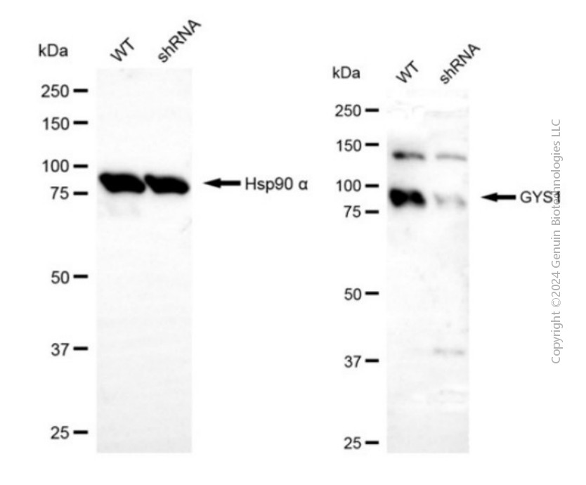 KD-Validated Anti-GYS1 Rabbit Polyclonal Antibody ABG2122