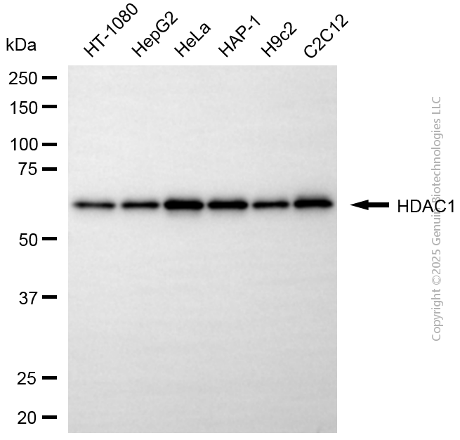 KD-Validated Anti-HDAC1 Rabbit Polyclonal Antibody ABG2123