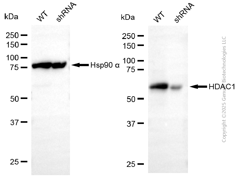KD-Validated Anti-HDAC1 Rabbit Polyclonal Antibody ABG2123