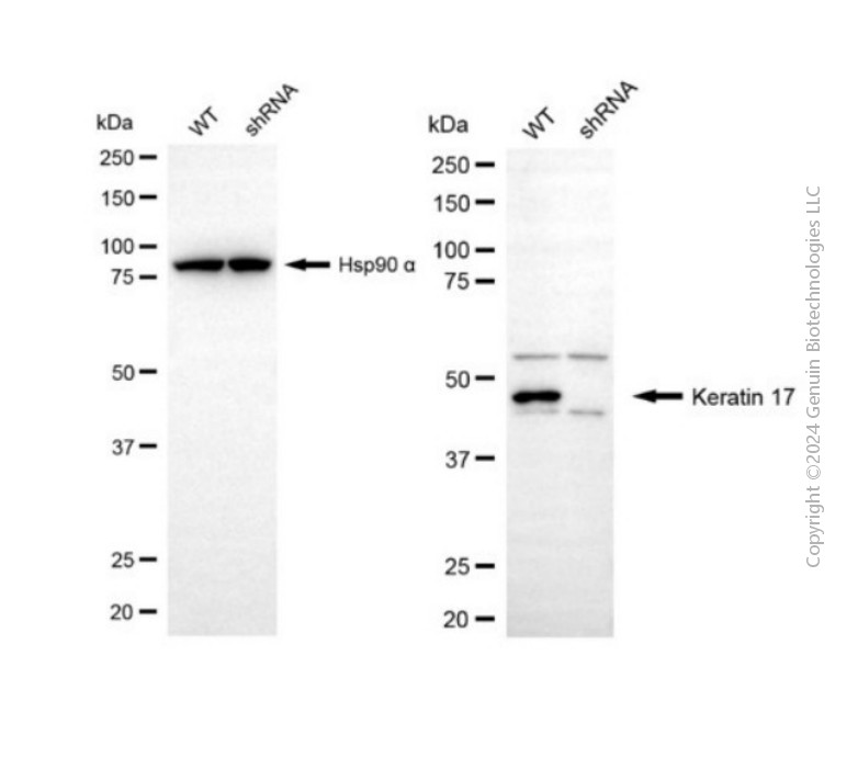 KD-Validated Anti-KeRatin 17 Rabbit Polyclonal Antibody ABG2125