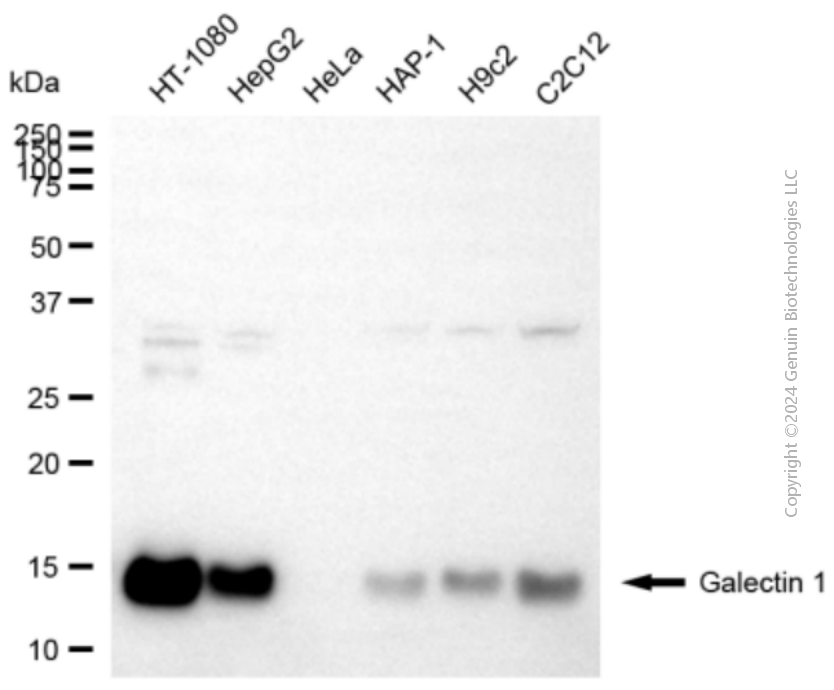 KD-Validated Anti-Galectin 1 Rabbit Polyclonal Antibody ABG2126