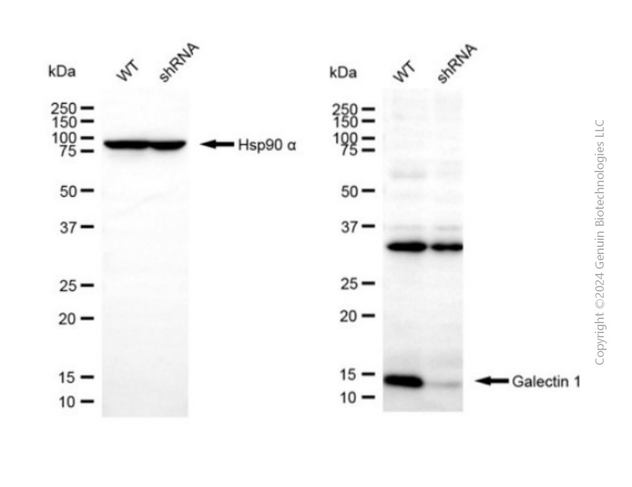KD-Validated Anti-Galectin 1 Rabbit Polyclonal Antibody ABG2126