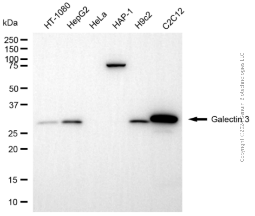 KD-Validated Anti-Galectin 3 Rabbit Polyclonal Antibody ABG2127