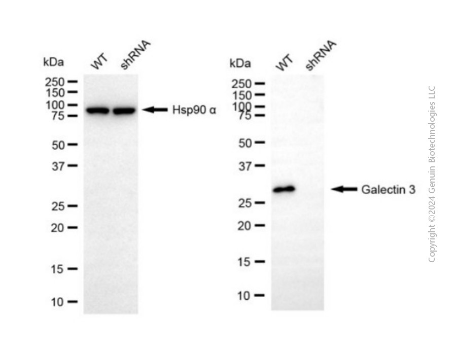 KD-Validated Anti-Galectin 3 Rabbit Polyclonal Antibody ABG2127