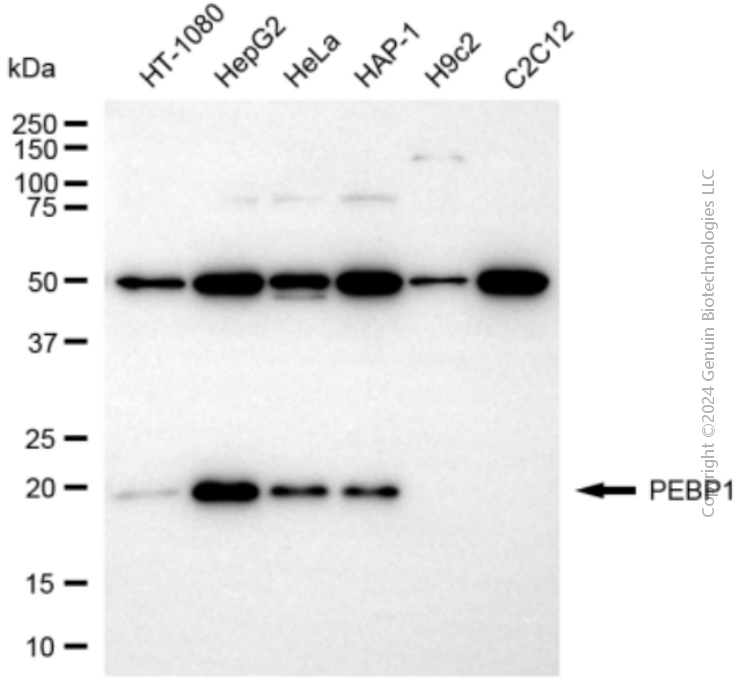 KD-Validated Anti-PEBP1 Rabbit Polyclonal Antibody ABG2128