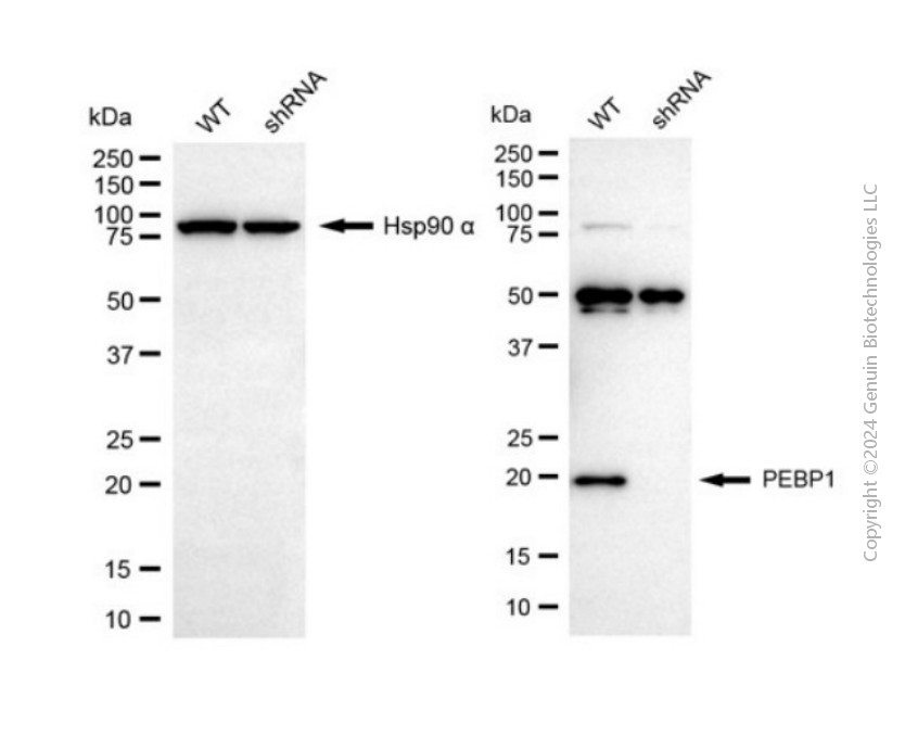 KD-Validated Anti-PEBP1 Rabbit Polyclonal Antibody ABG2128