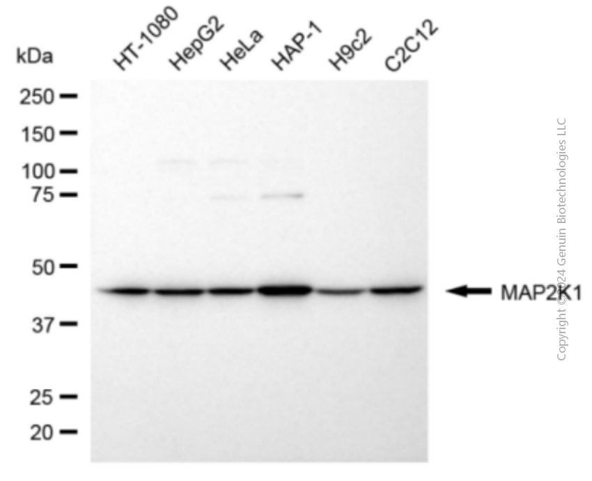 KD-Validated Anti-MAP2K1 Rabbit Polyclonal Antibody ABG2129