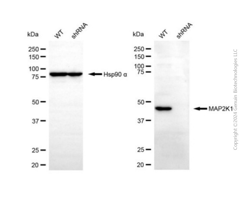 KD-Validated Anti-MAP2K1 Rabbit Polyclonal Antibody ABG2129