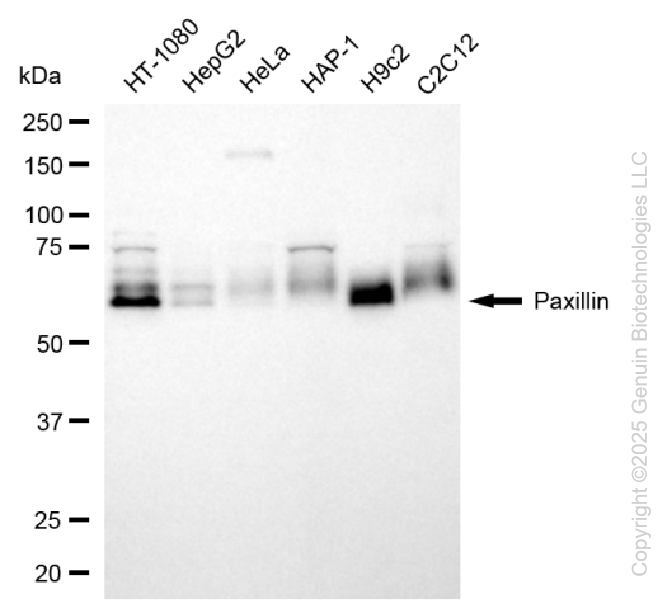 KD-Validated Anti-Paxillin Rabbit Polyclonal Antibody ABG2130