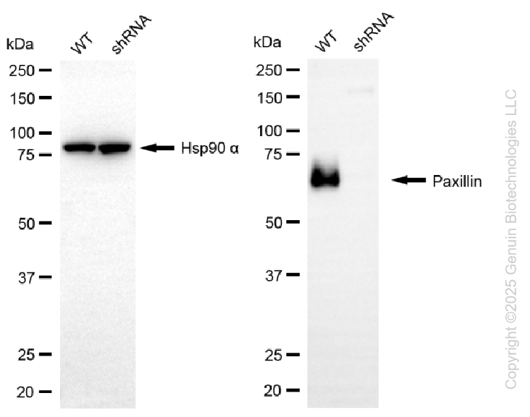 KD-Validated Anti-Paxillin Rabbit Polyclonal Antibody ABG2130