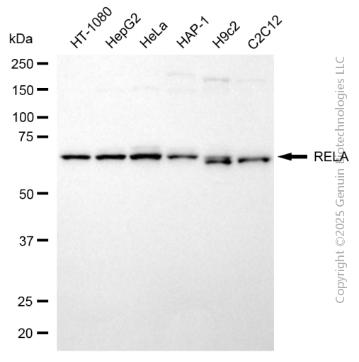 KD-Validated Anti-RELA Rabbit Polyclonal Antibody ABG2131