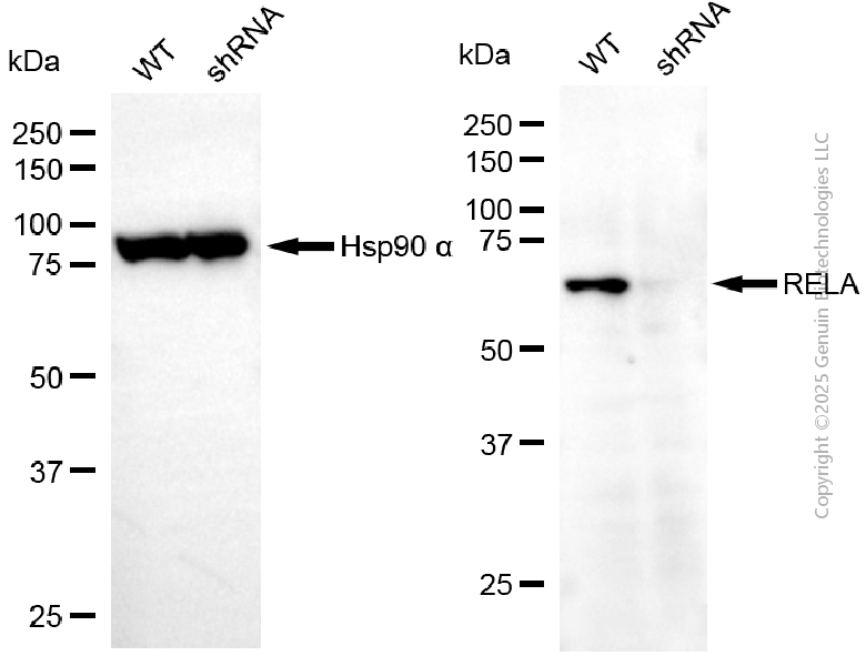 KD-Validated Anti-RELA Rabbit Polyclonal Antibody ABG2131