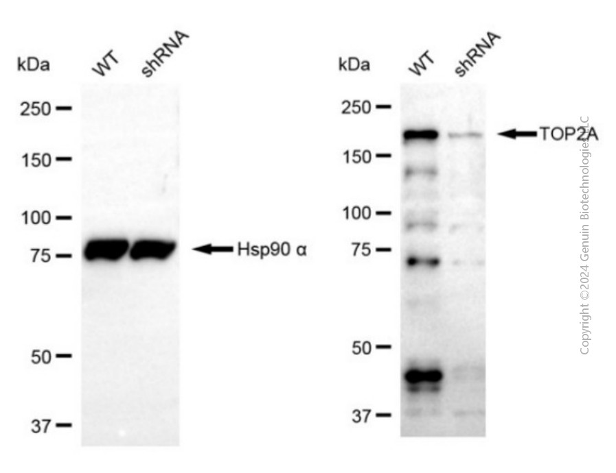 KD-Validated Anti-TOP2A Rabbit Polyclonal Antibody ABG2132