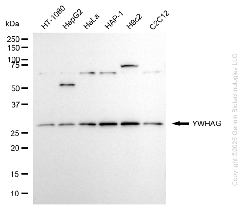 KD-Validated Anti-YWHAG Rabbit Polyclonal Antibody ABG2133