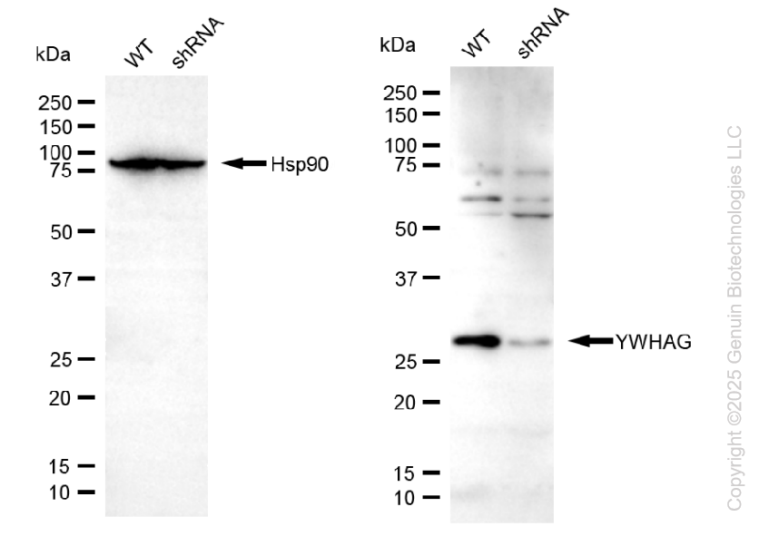 KD-Validated Anti-YWHAG Rabbit Polyclonal Antibody ABG2133