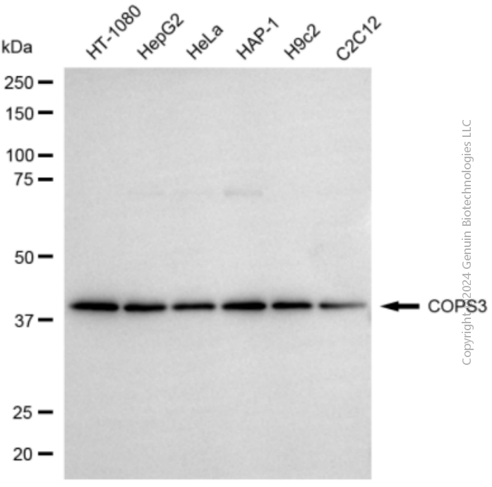 KD-Validated Anti-COPS3 Rabbit Polyclonal Antibody ABG2134
