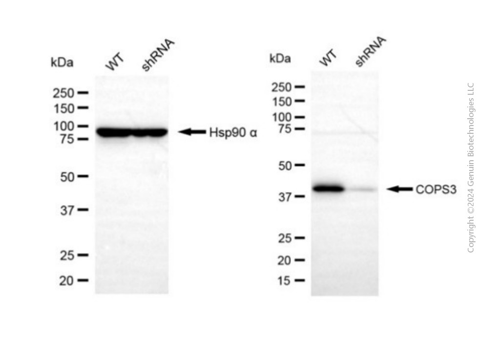 KD-Validated Anti-COPS3 Rabbit Polyclonal Antibody ABG2134