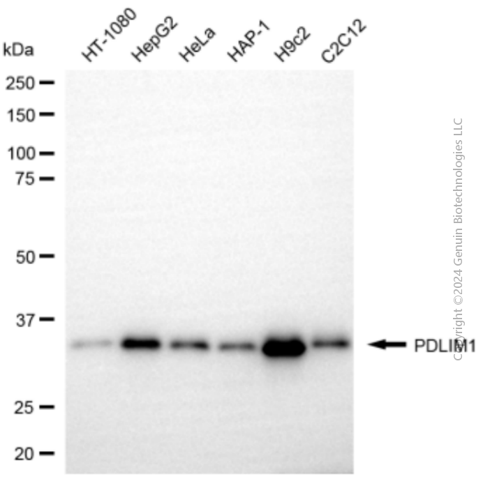 KD-Validated Anti-PDLIM1 Rabbit Polyclonal Antibody ABG2135